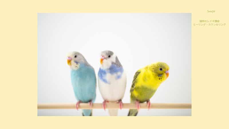 穏やかな表情をしているインコの写真